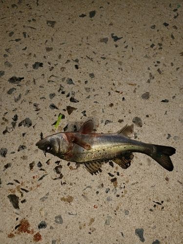 塩屋漁港（熊本）