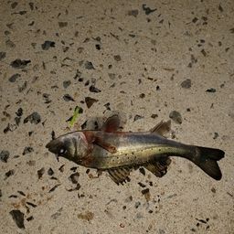 セイゴ（タイリクスズキ）