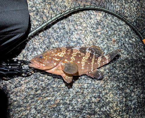 常滑りんくう釣り護岸