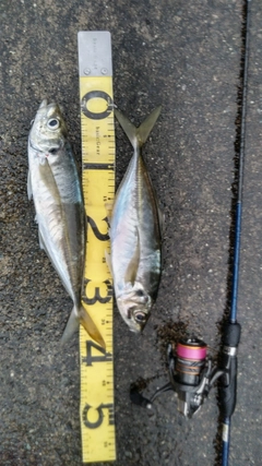 アジの釣果