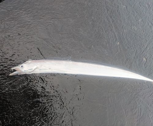 タチウオの釣果