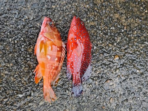 アカハタの釣果