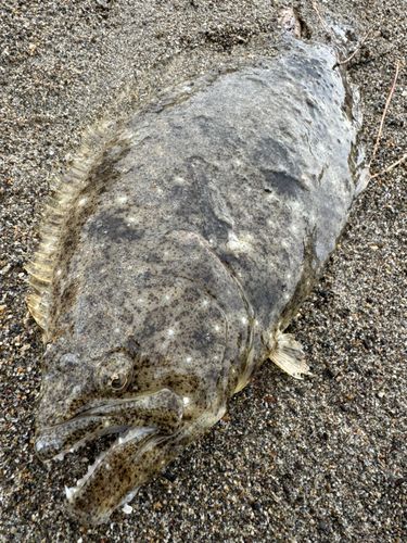 ヒラメの釣果