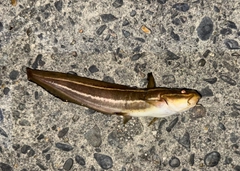 ゴンズイの釣果