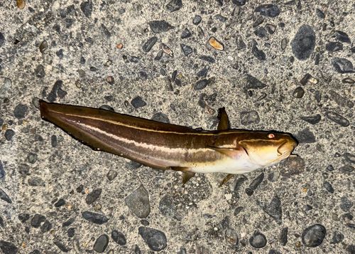 ゴンズイの釣果