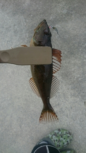 アナハゼの釣果