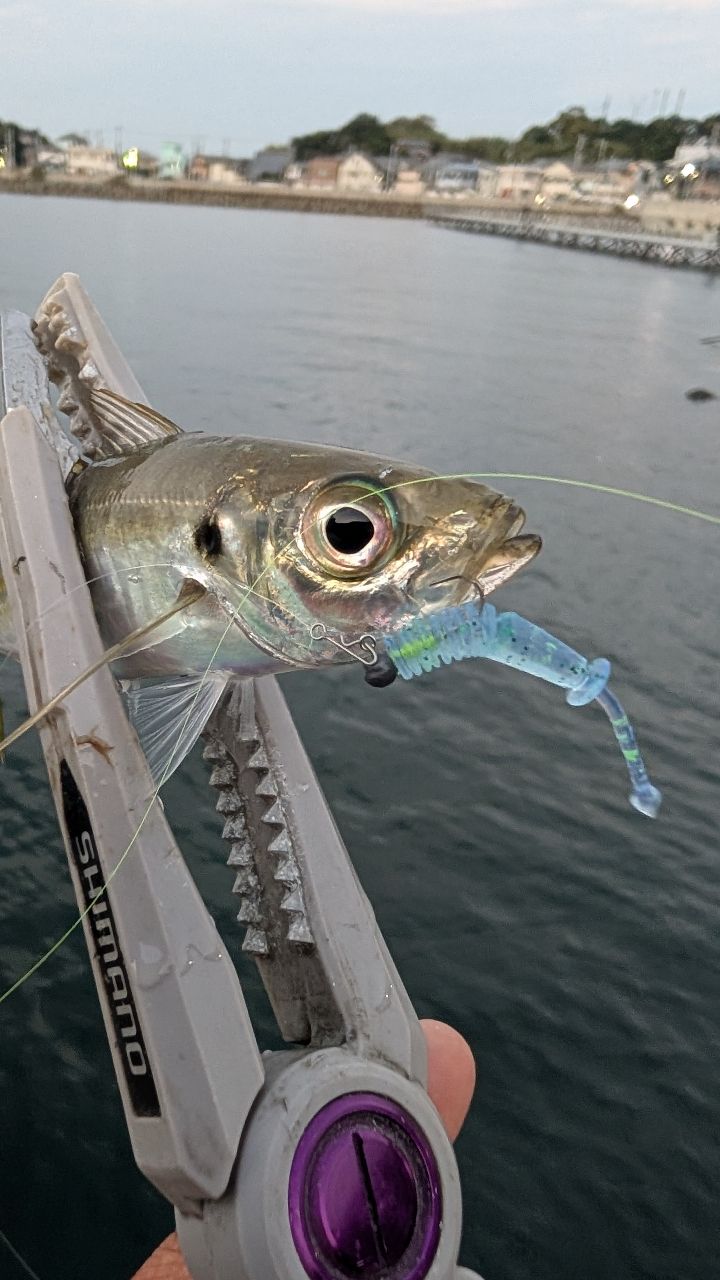 SHIMANO 21ソアレXR S54SUL-Sの最安値・インプレ・釣果 | 本音の口コミ