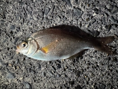 ウミタナゴの釣果