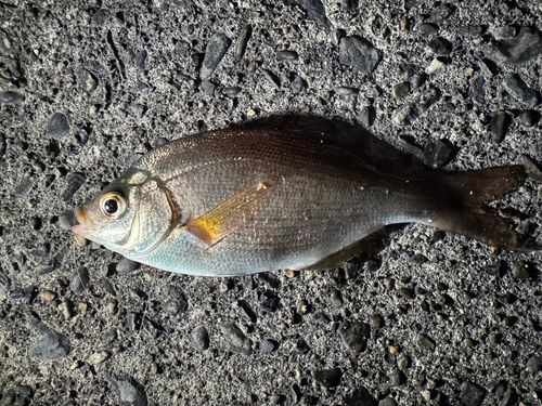 ウミタナゴの釣果