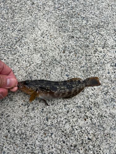 アイナメの釣果