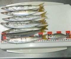 カマスの釣果