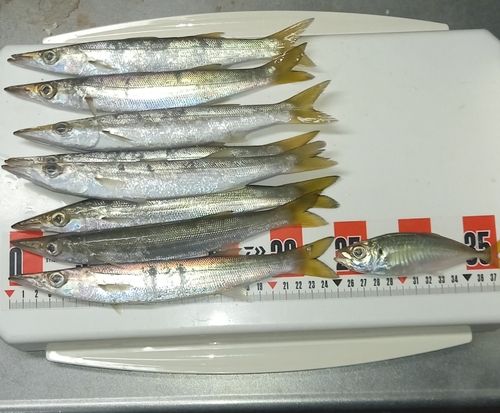 カマスの釣果