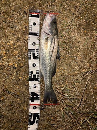 マダカ（マルスズキ）の釣果