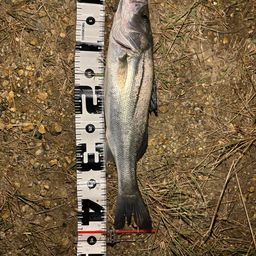 マダカ（マルスズキ）