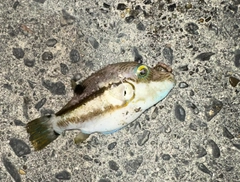 キタマクラの釣果