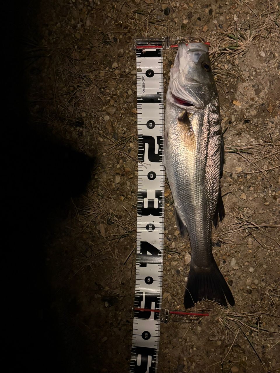 マダカ（マルスズキ）