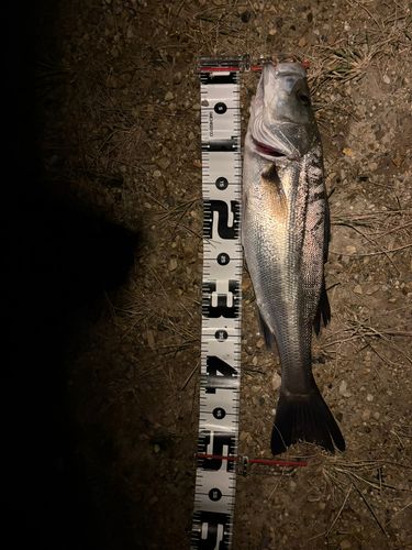 マダカ（マルスズキ）の釣果