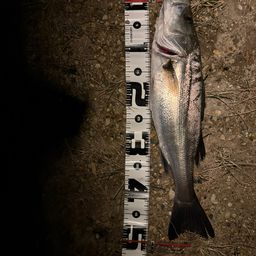 マダカ（マルスズキ）