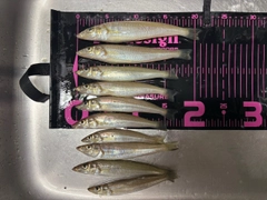 シロギスの釣果