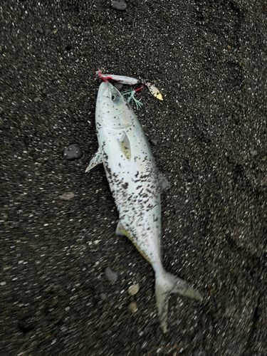 ツバスの釣果