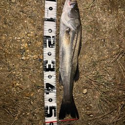 マダカ（マルスズキ）