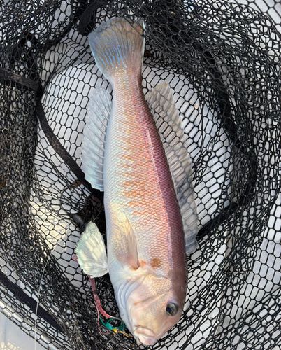 アマダイの釣果