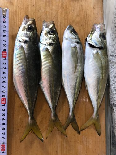 ヒラアジの釣果