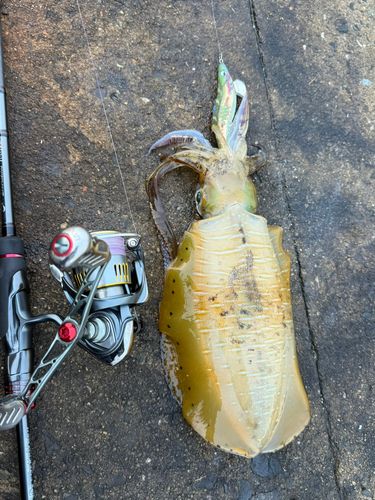 アオリイカの釣果