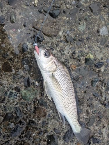 イシモチの釣果