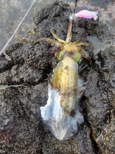 アオリイカの釣果