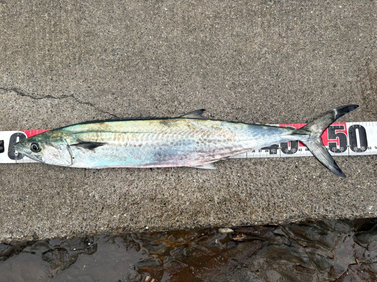 AbuGarcia クロスフィールド XRFS-962Mの最安値・インプレ・釣果