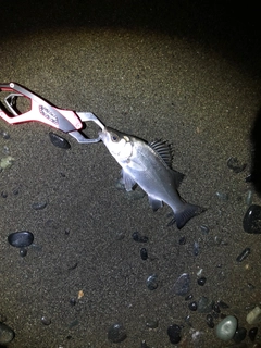 セイゴ（ヒラスズキ）の釣果