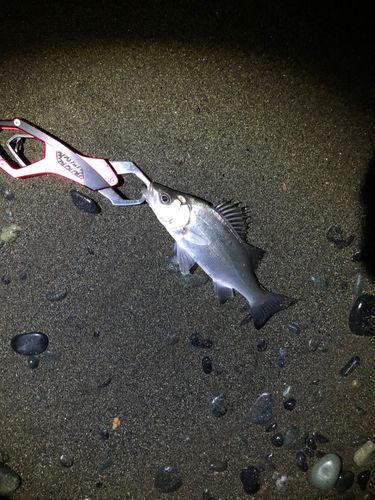 セイゴ（ヒラスズキ）の釣果