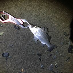 セイゴ（ヒラスズキ）