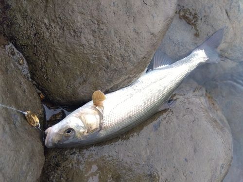 ウグイの釣果