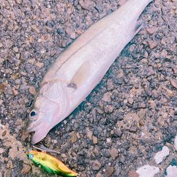 セイゴ（マルスズキ）