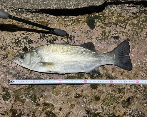 フッコ（ヒラスズキ）の釣果