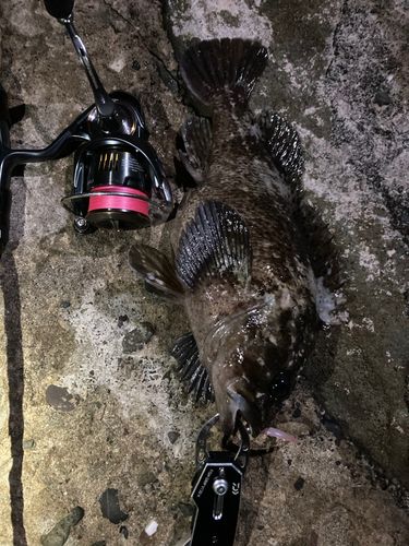 ムラソイの釣果