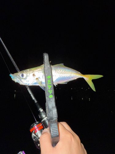マアジの釣果