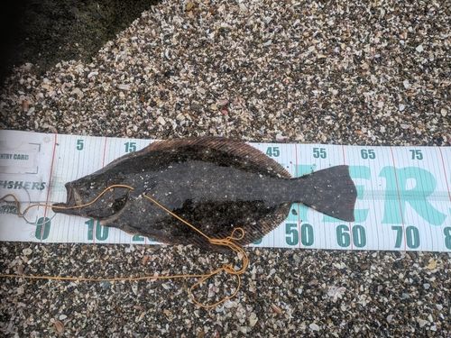 ヒラメの釣果