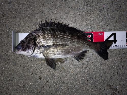 クロダイの釣果