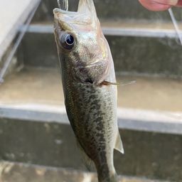 ラージマウスバス