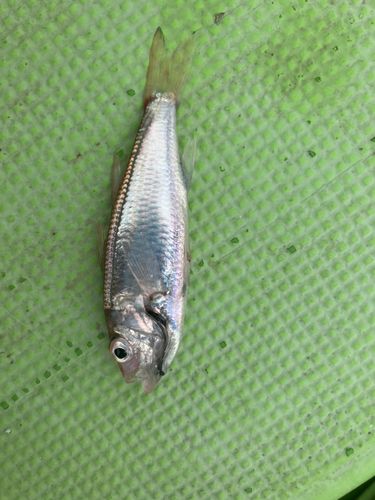 シロムツの釣果