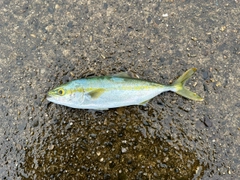 ツバイソの釣果