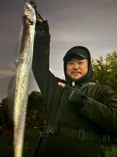 タチウオの釣果