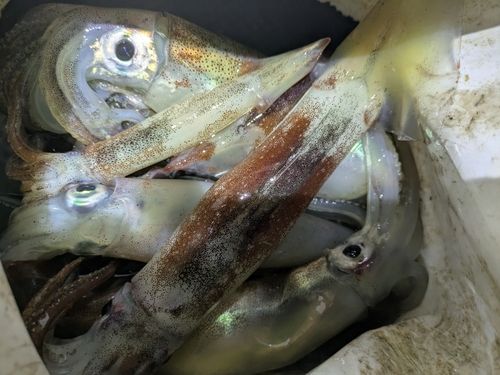 スルメイカの釣果
