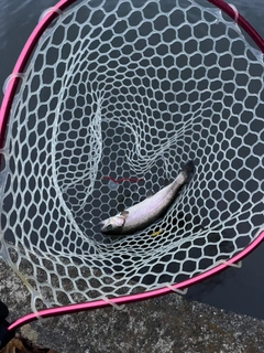 ニジマスの釣果