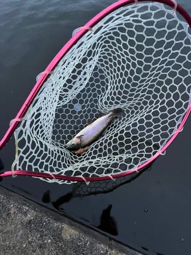 ニジマスの釣果