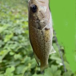 ラージマウスバス