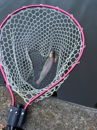 ニジマスの釣果